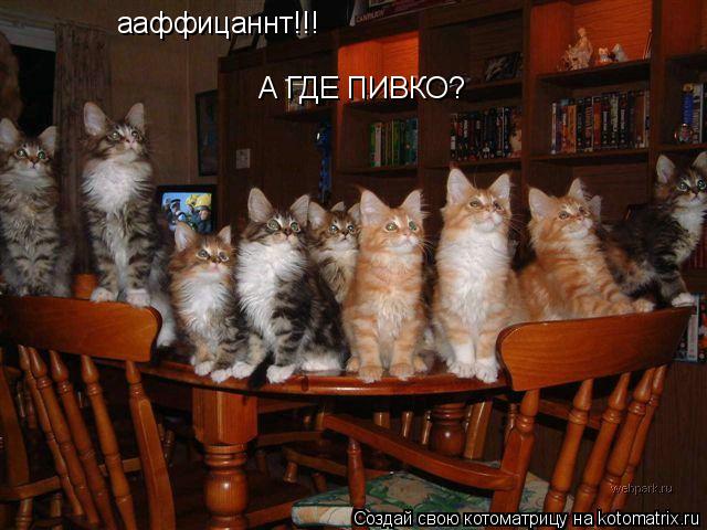 А ГДЕ ПИВКО? ааффицаннт!!!... Котоматрица: А ГДЕ ПИВКО? ааффицаннт!!!