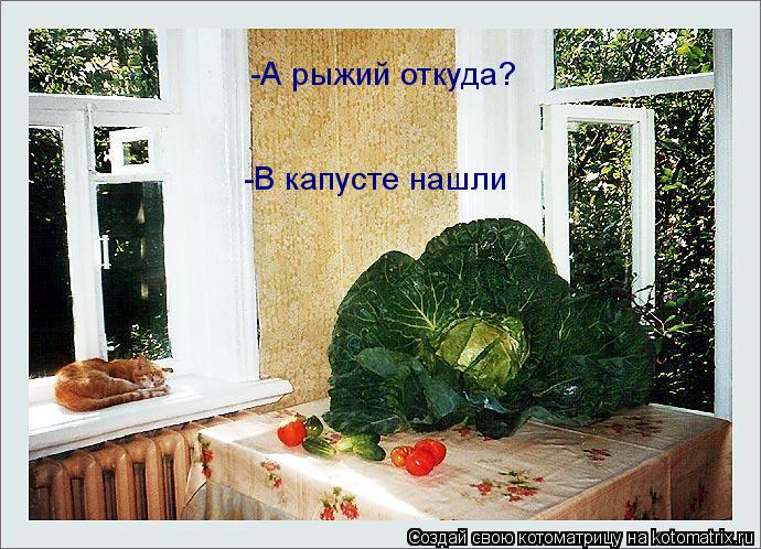 -А рыжий откуда? -В капусте нашли... Котоматрица: -А рыжий откуда? -В капусте нашли