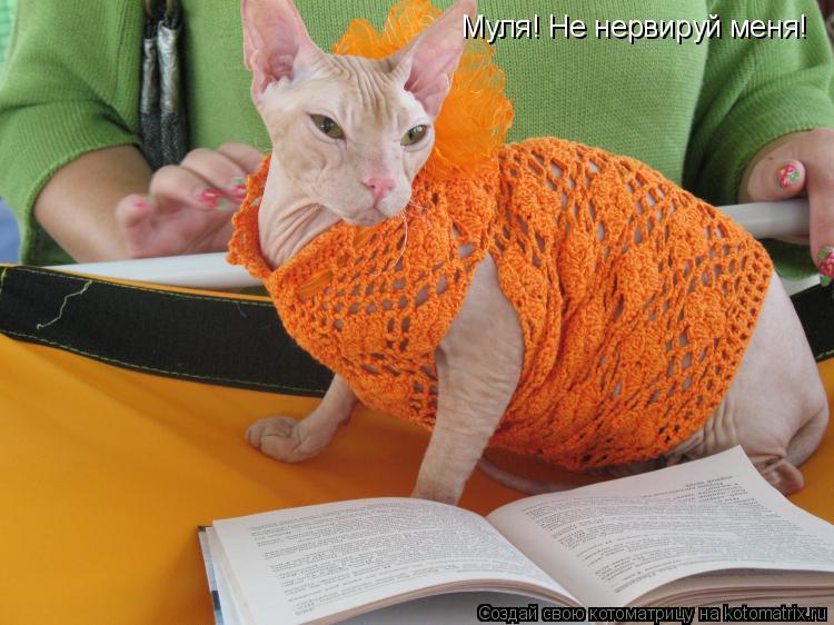 Муля! Не нервируй меня!... Котоматрица: Муля! Не нервируй меня!