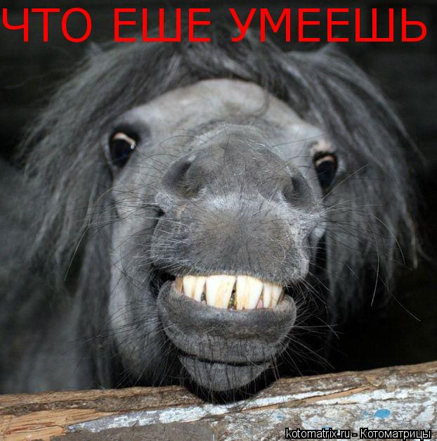 ЧТО ЕШЕ УМЕЕШЬ... Котоматрица: ЧТО ЕШЕ УМЕЕШЬ