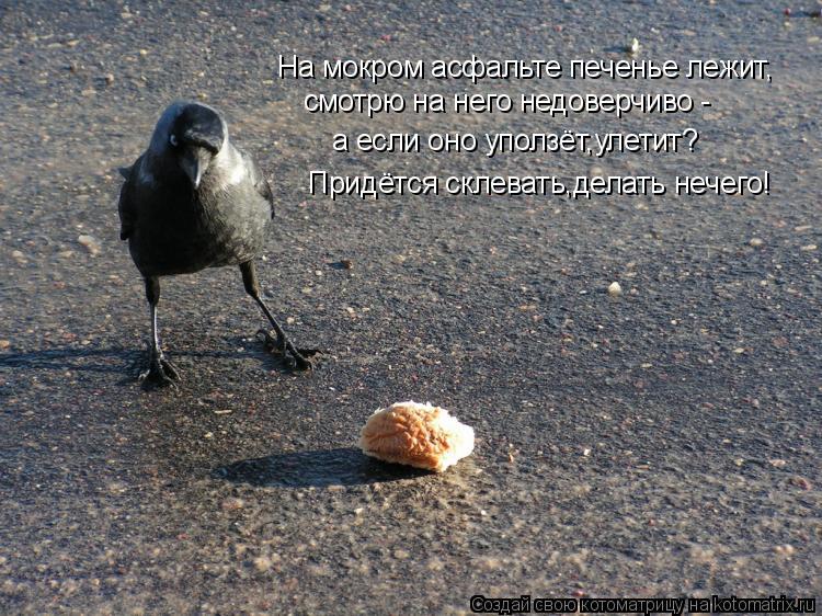 На мокром асфальте печенье лежит, смотрю на него недоверчиво - а если оно уползёт,улетит? Придётся ск... Котоматрица: На мокром асфальте печенье лежит, смотрю на него недоверчиво - а если оно уползёт,улетит? Придётся склевать,делать нечего!