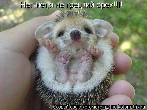 Нет-нет,я не грецкий орех!!!!... Котоматрица: Нет-нет,я не грецкий орех!!!!