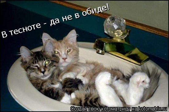 В тесноте - да не в обиде!... Котоматрица: В тесноте - да не в обиде!