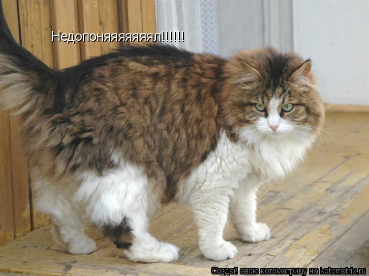 Недопоняяяяяяял!!!!!!... Котоматрица: Недопоняяяяяяял!!!!!!