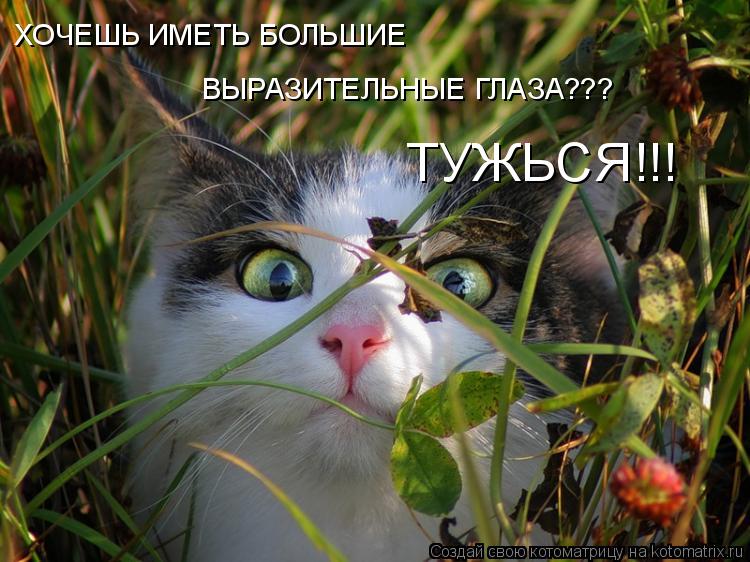 Котоматрица: ХОЧЕШЬ ИМЕТЬ БОЛЬШИЕ  ВЫРАЗИТЕЛЬНЫЕ ГЛАЗА??? ТУЖЬСЯ!!!