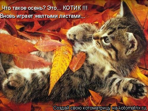 Котоматрица: Что такое осень? Это... КОТИК !!! Вновь играет желтыми листами...