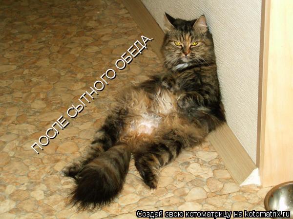 ПОСЛЕ СЫТНОГО ОБЕДА.... Котоматрица: ПОСЛЕ СЫТНОГО ОБЕДА.