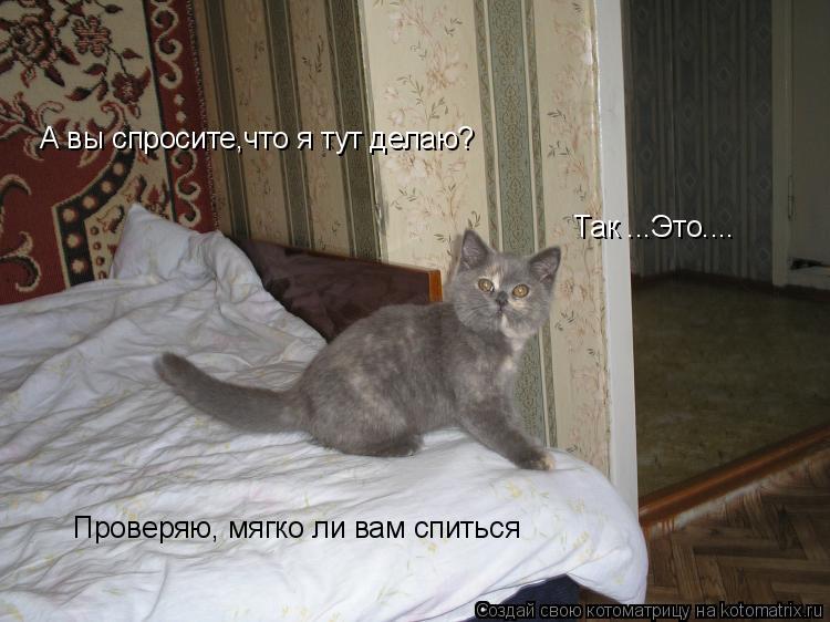 А вы спросите,что я тут делаю? Так ...Это.... Проверяю, мягко ли вам спиться... Котоматрица: А вы спросите,что я тут делаю? Так ...Это.... Проверяю, мягко ли вам спиться