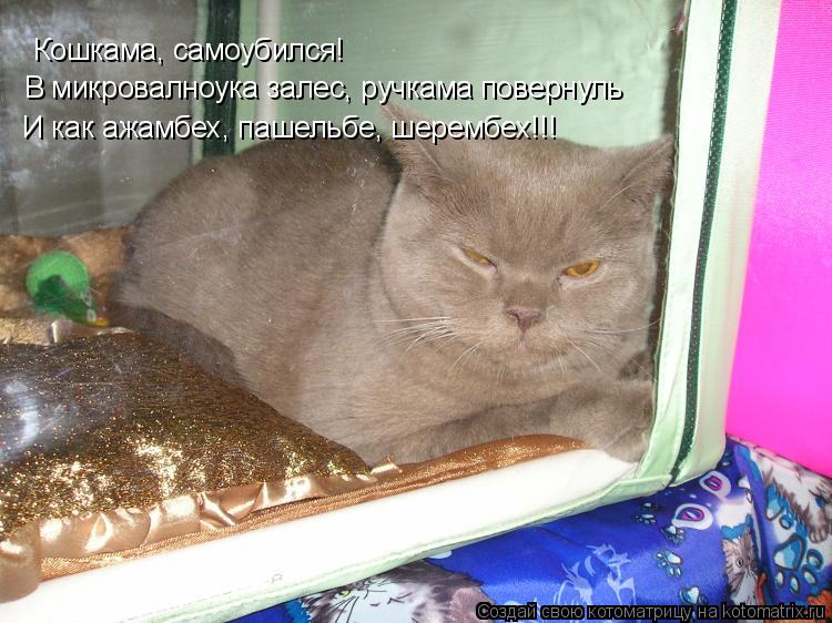 Кошкама, самоубился! В микровалноука залес, ручкама повернуль И как ажамбех, пашельбе, шерембех!!!... Котоматрица: Кошкама, самоубился! В микровалноука залес, ручкама повернуль И как ажамбех, пашельбе, шерембех!!!
