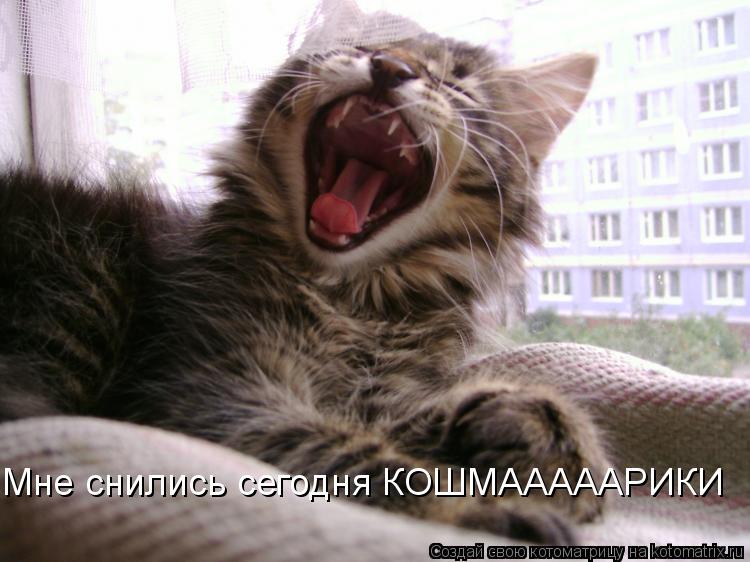 Мне снились сегодня КОШМАААААРИКИ... Котоматрица: Мне снились сегодня КОШМАААААРИКИ