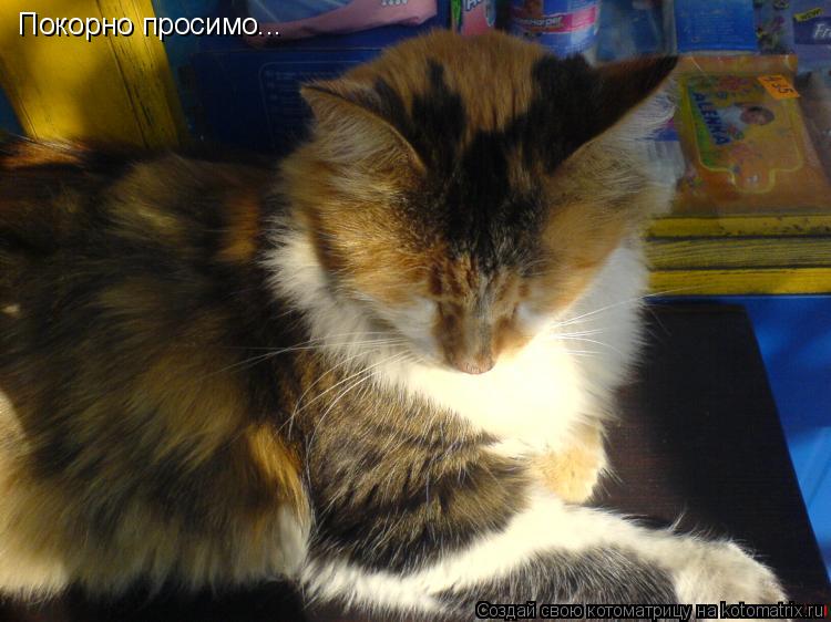 Покорно просимо...... Котоматрица: Покорно просимо...