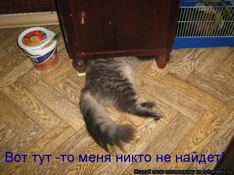 Вот тут -то меня никто не найдет!... Котоматрица: Вот тут -то меня никто не найдет!