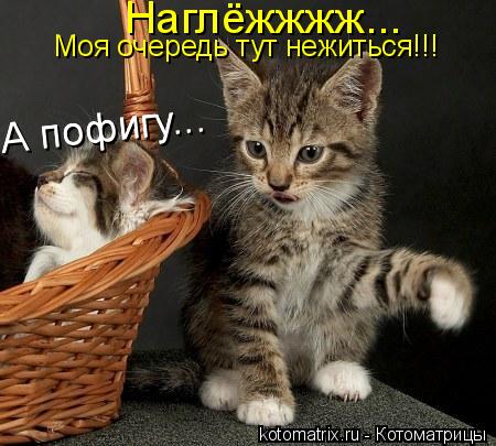Наглёжжжж... Моя очередь тут нежиться!!! А пофигу... А пофигу...... Котоматрица: Наглёжжжж... Моя очередь тут нежиться!!! А пофигу... А пофигу...