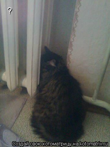?... Котоматрица: ?