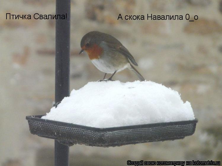 Птичка Свалила! А скока Навалила 0_о... Котоматрица: Птичка Свалила! А скока Навалила 0_о