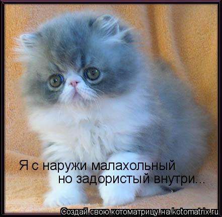 Я с наружи малахольный но задористый внутри...... Котоматрица: Я с наружи малахольный но задористый внутри...