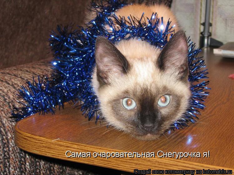 Самая очаровательная Снегурочка я!... Котоматрица: Самая очаровательная Снегурочка я!