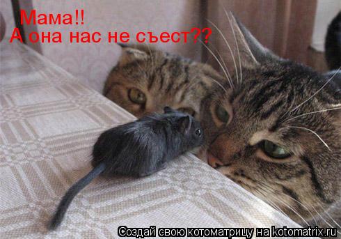 Мама!! А она нас не съест??... Котоматрица: Мама!! А она нас не съест??