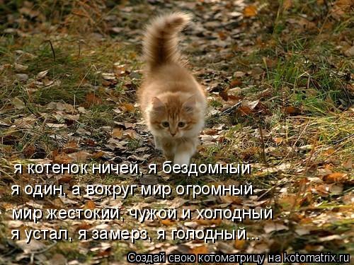 я устал, я замерз, я голодный... мир жестокий, чужой и холодный я один, а вокруг мир огромный я котен... Котоматрица: я устал, я замерз, я голодный... мир жестокий, чужой и холодный я один, а вокруг мир огромный я котенок ничей, я бездомный