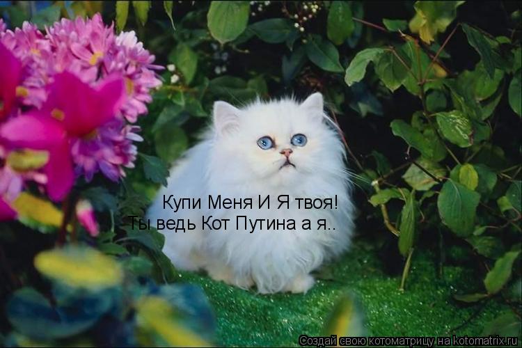 Купи Меня И Я твоя! Ты ведь Кот Путина а я..... Котоматрица: Купи Меня И Я твоя! Ты ведь Кот Путина а я..