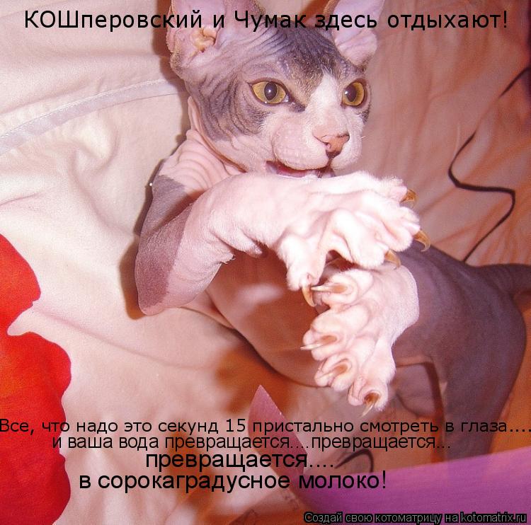 КОШперовский и Чумак здесь отдыхают! Все, что надо это секунд 15 пристально смотреть в глаза..... и ... Котоматрица: КОШперовский и Чумак здесь отдыхают! Все, что надо это секунд 15 пристально смотреть в глаза..... и ваша вода превращается....превращается... пр