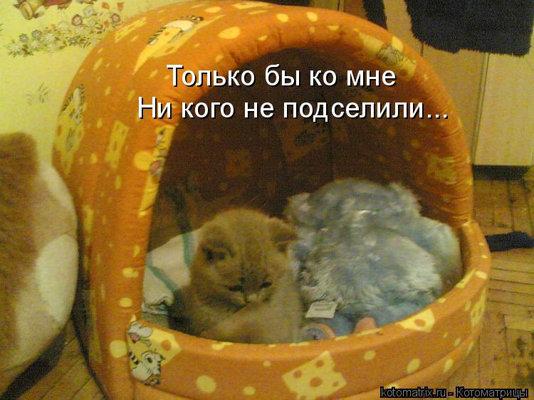 Только бы ко мне Ни кого не подселили...... Котоматрица: Только бы ко мне Ни кого не подселили...