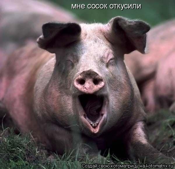 мне сосок откусили... Котоматрица: мне сосок откусили
