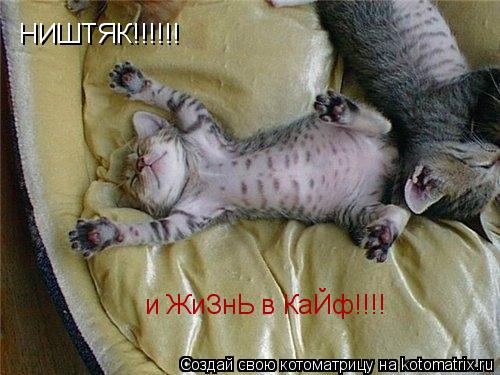 НИШТЯК!!!!!! и ЖиЗнЬ в КаЙф!!!!... Котоматрица: НИШТЯК!!!!!! и ЖиЗнЬ в КаЙф!!!!