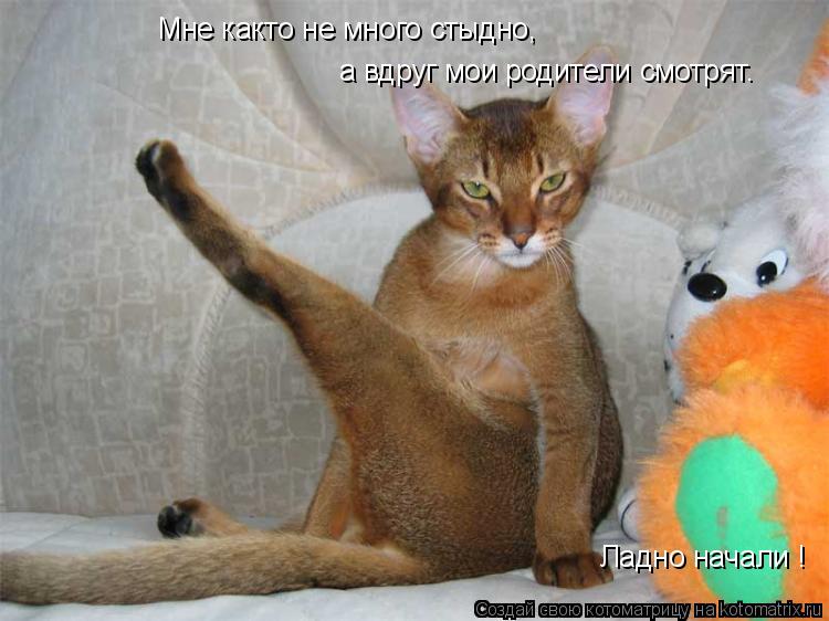 Ладно начали ! Мне както не много стыдно, а вдруг мои родители смотрят.... Котоматрица: Ладно начали ! Мне както не много стыдно, а вдруг мои родители смотрят.