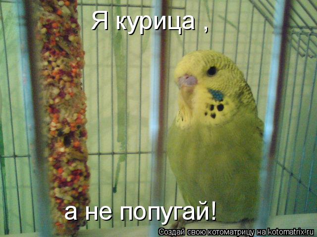 Я курица , а не попугай!... Котоматрица: Я курица , а не попугай!