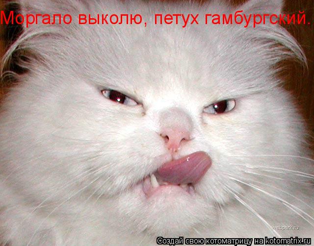 Моргало выколю, петух гамбургский.... Котоматрица: Моргало выколю, петух гамбургский.