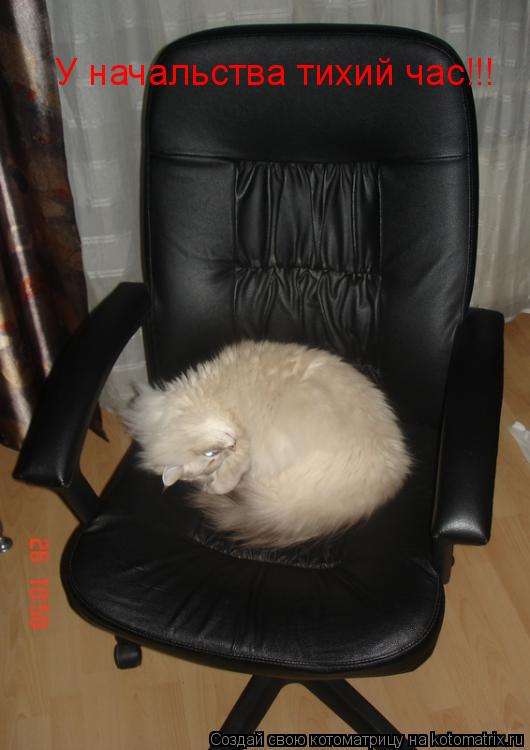 У начальства тихий час!!!... Котоматрица: У начальства тихий час!!!