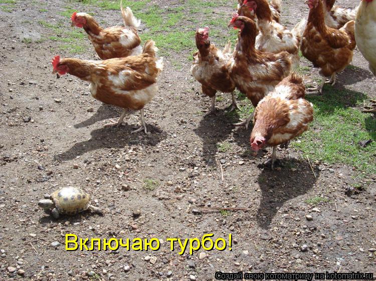Включаю турбо!... Котоматрица: Включаю турбо!