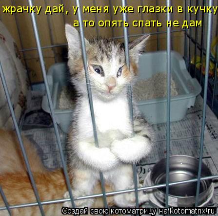жрачку дай, у меня уже глазки в кучку, а то опять спать не дам... Котоматрица: жрачку дай, у меня уже глазки в кучку, а то опять спать не дам