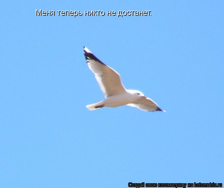 Меня теперь никто не достанет.... Котоматрица: Меня теперь никто не достанет.