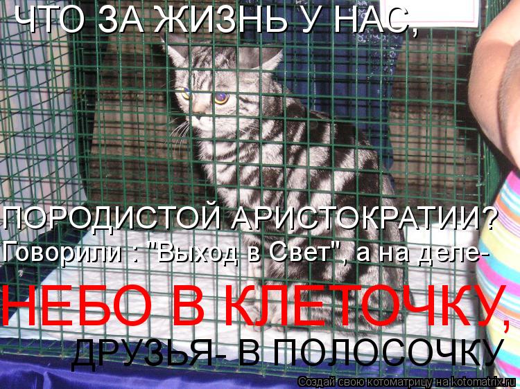 ДРУЗЬЯ- В ПОЛОСОЧКУ ЧТО ЗА ЖИЗНЬ У НАС, ПОРОДИСТОЙ АРИСТОКРАТИИ? Говорили : "Выход в Свет", а на дел... Котоматрица: ДРУЗЬЯ- В ПОЛОСОЧКУ ЧТО ЗА ЖИЗНЬ У НАС, ПОРОДИСТОЙ АРИСТОКРАТИИ? Говорили : "Выход в Свет", а на деле- НЕБО В КЛЕТОЧКУ,