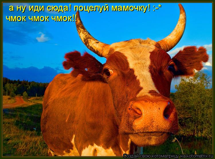 а ну иди сюда! поцелуй мамочку! :-* чмок чмок чмок!!... Котоматрица: а ну иди сюда! поцелуй мамочку! :-* чмок чмок чмок!!