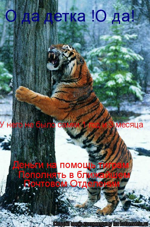 О да детка !О да! Пополнять в ближайшем Почтовом Отделении У него не было самки 1 год и 3 месяца День... Котоматрица: О да детка !О да! Пополнять в ближайшем Почтовом Отделении У него не было самки 1 год и 3 месяца Деньги на помощь тиграм
