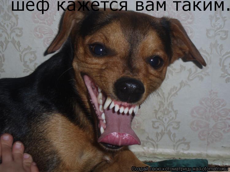 шеф кажется вам таким...... Котоматрица: шеф кажется вам таким...