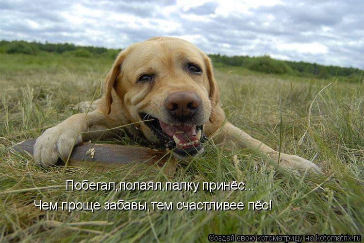 Побегал,полаял,палку принёс... Чем проще забавы,тем счастливее пёс!... Котоматрица: Побегал,полаял,палку принёс... Чем проще забавы,тем счастливее пёс!