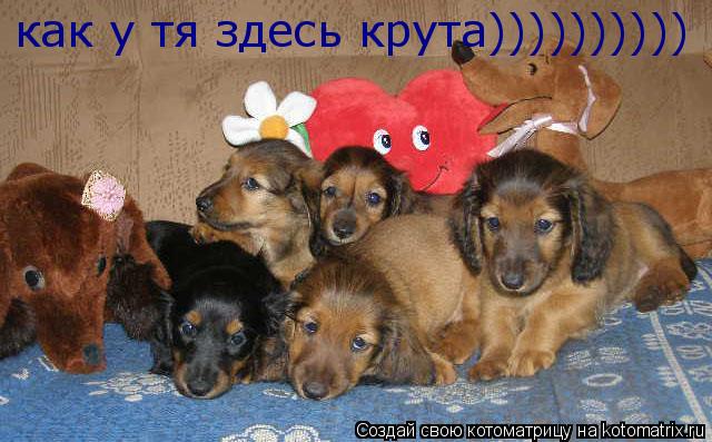 как у тя здесь крута))))))))))... Котоматрица: как у тя здесь крута))))))))))