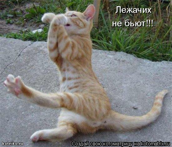 Лежачих не бьют!!!... Котоматрица: Лежачих не бьют!!!