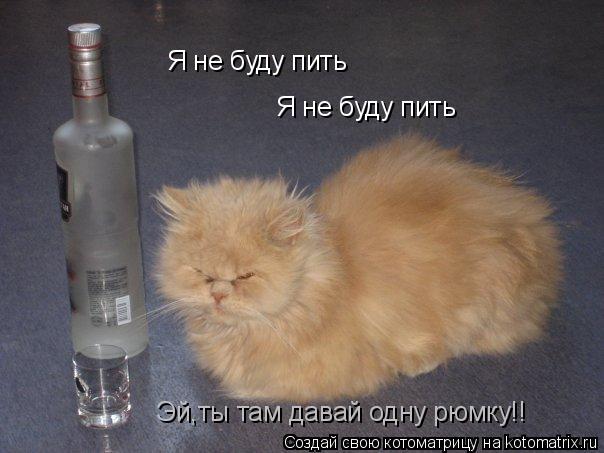 Я не буду пить Я не буду пить Эй,ты там давай одну рюмку!!... Котоматрица: Я не буду пить Я не буду пить Эй,ты там давай одну рюмку!!