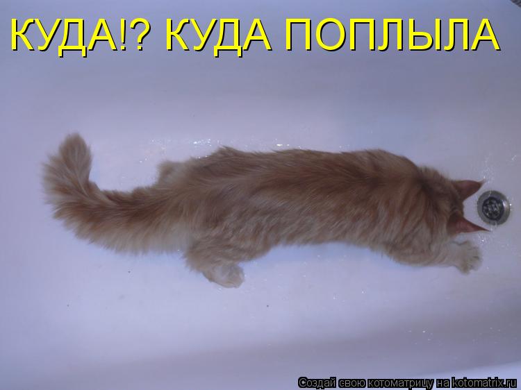 КУДА!? КУДА ПОПЛЫЛА... Котоматрица: КУДА!? КУДА ПОПЛЫЛА