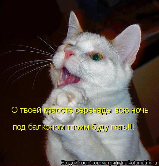 О твоей красоте серенады всю ночь под балконом твоим буду петь!!!... Котоматрица: О твоей красоте серенады всю ночь под балконом твоим буду петь!!!