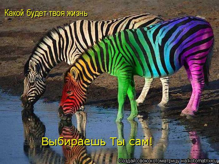 Какой будет твоя жизнь Выбираешь Ты сам!... Котоматрица: Какой будет твоя жизнь Выбираешь Ты сам!