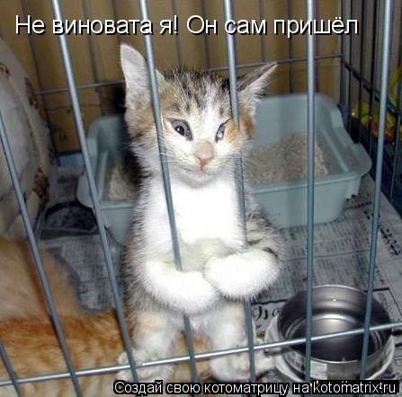 Не виновата я! Он сам пришёл... Котоматрица: Не виновата я! Он сам пришёл