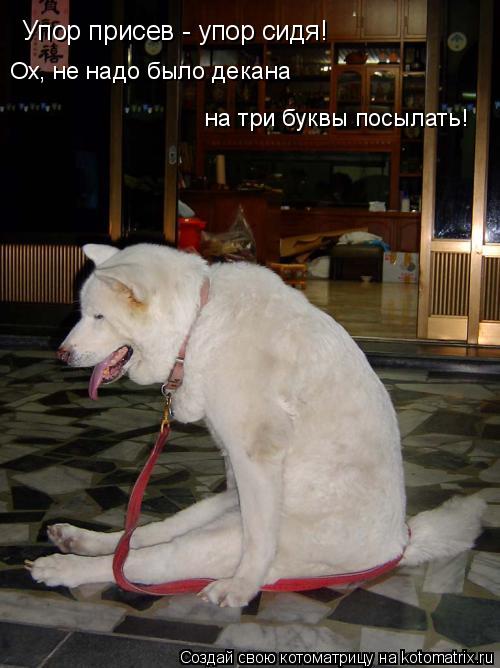 Котоматрица: Упор присев - упор сидя! Ох, не надо было декана на три буквы посылать!