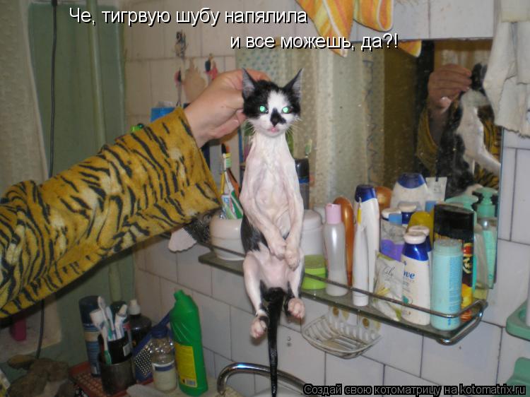Че, тигрвую шубу напялила и все можешь, да?!... Котоматрица: Че, тигрвую шубу напялила и все можешь, да?!