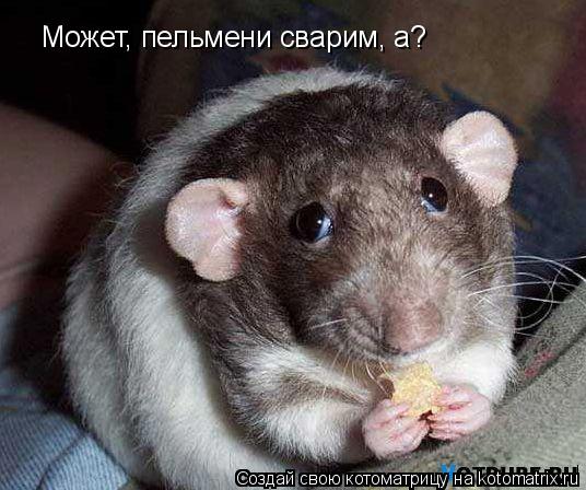 Может, пельмени сварим, а?... Котоматрица: Может, пельмени сварим, а?